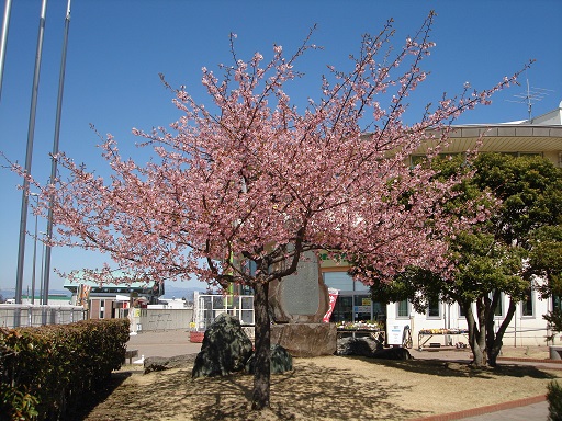 めぬぱる前で満開の「吟子桜」