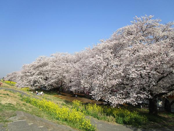 熊谷桜堤