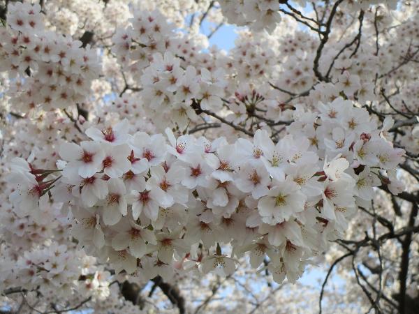 きれいな桜の写真です。