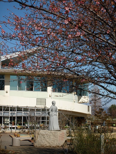 「荻野吟子像」周辺の桜