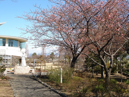 「荻野吟子像」周辺の桜