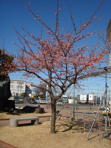「めぬまアグリパーク」建物の南側の桜