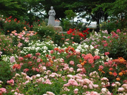 吟子像前の満開のバラ