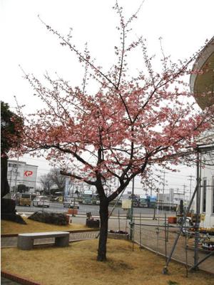 めぬぱる南側の吟子桜