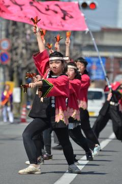 くまがや桜よさこいの写真5