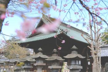 桜が咲く妻沼聖天山