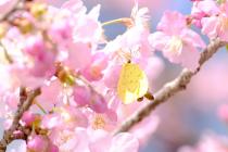 河津桜に黄色い蝶がとまっています2