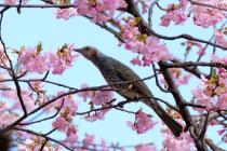 河津桜の蜜を鳥が吸っている
