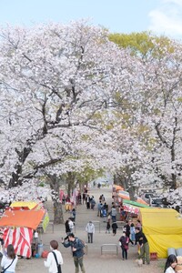 さくら祭の写真