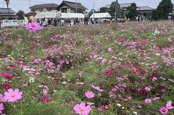 コスモス祭りの様子2