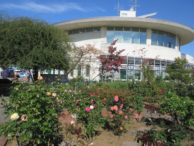 秋バラの写真です