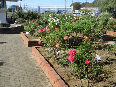 秋バラの写真です