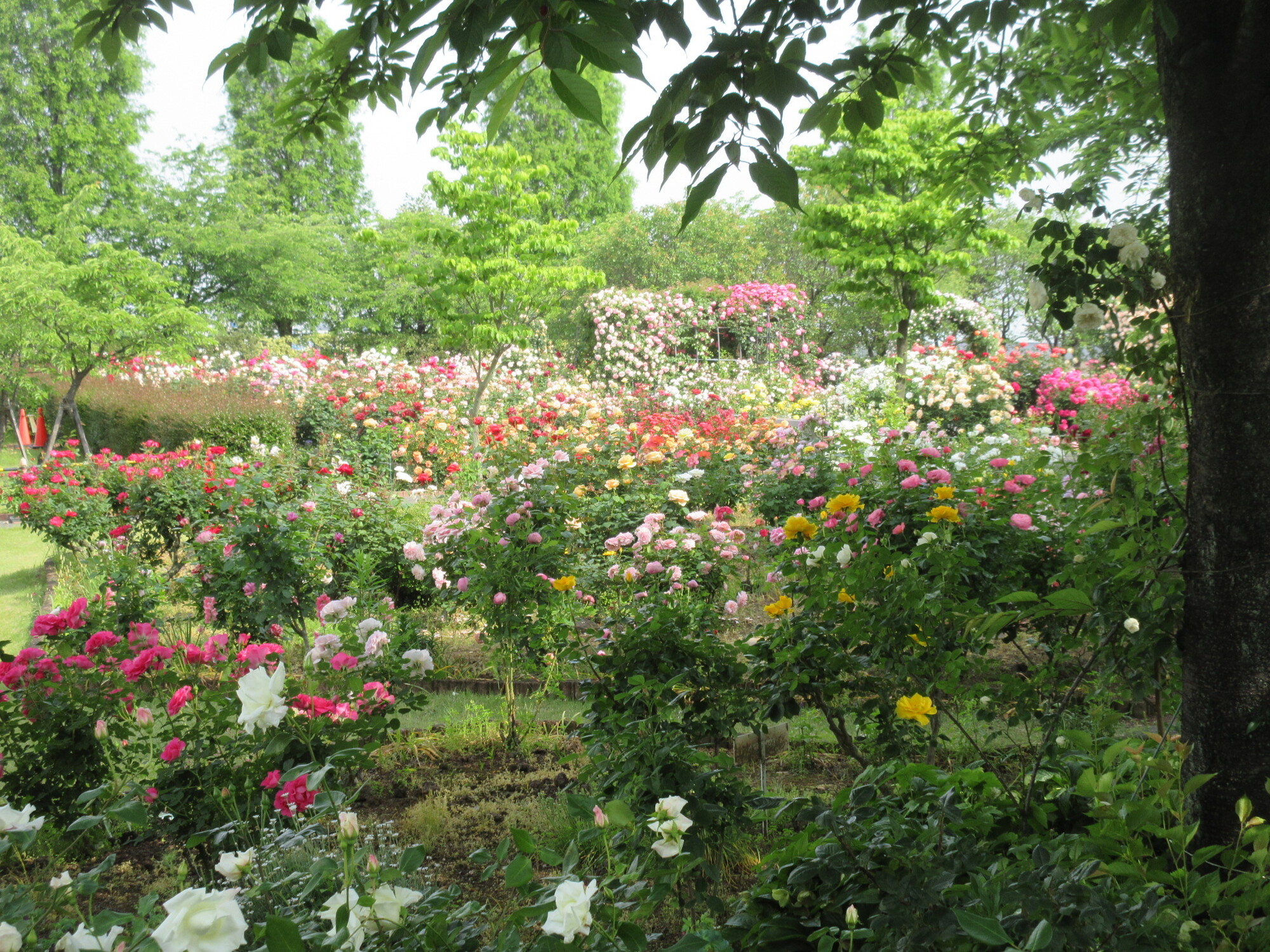 5月16日の春ばらの写真です