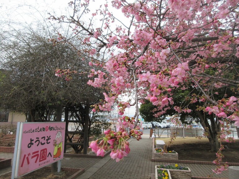 河津桜の写真です