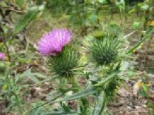 アメリカオニアザミの花はとげとげした塊の上に紫の花がついています。