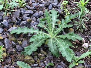 アメリカオニアザミのロゼット。葉が放射状に地面に広がっている。