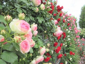 5月頃の春バラの写真です