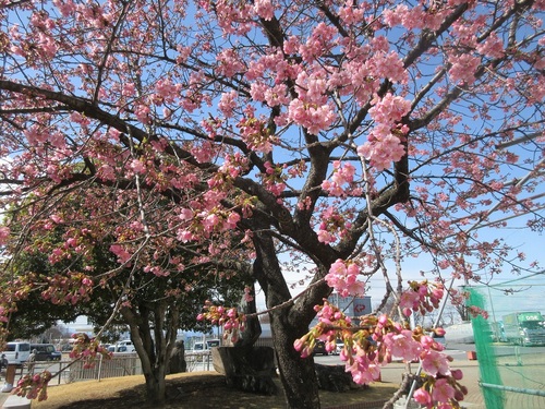吟子桜の写真です